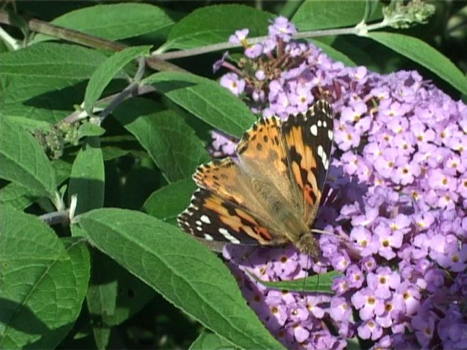 Distelfalter ( Vanessa cardui ), auf Sommerflieder : Moers, in unserem Garten, 24.07.2009